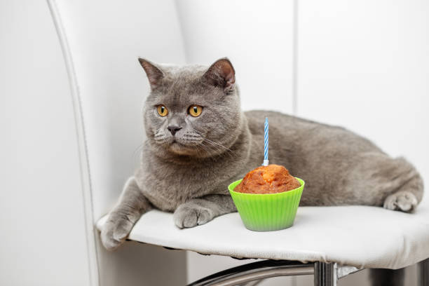 Charming grey British Shorthair cat celebrating its first birthday with cupcake and candle on white chair.