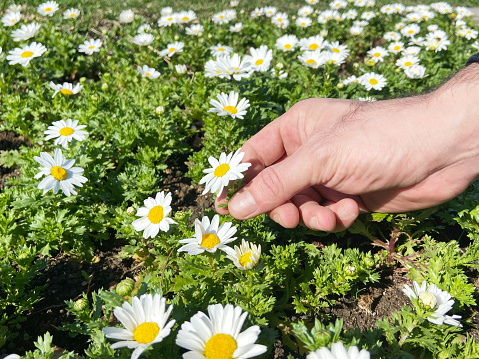 Close-up of a male hand picking daisies in garden