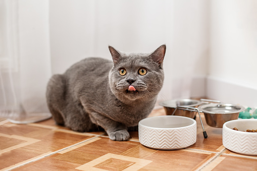 Grey British Shorthair cat eating dry food from white patterned ceramic bowl on tiled floor.