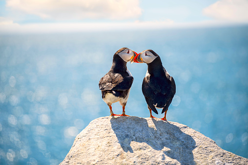 Photo of a couple of kissing puffin birds against the background of the ocean. Romantic pair of birds.