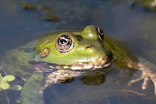 A frog sitting at the edge of a pond.