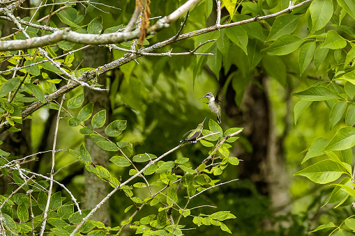 Ruby-throated hummingbird Female with young.