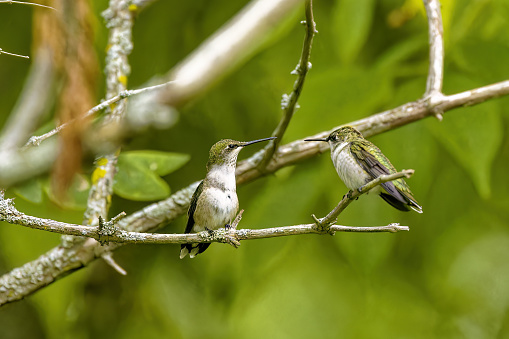 Ruby-throated hummingbird Female with young.