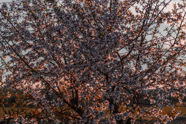 Flowering tree