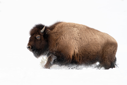 Bison or buffalo kicking up the deep snow in the Yellowstone ecosystem in Wyoming, in western USA of North America. Nearest cities are Gardiner, Cooke City, Bozeman, and Billings Montana, Denver, Colorado, Salt Lake City, Utah and Jackson, Wyoming.