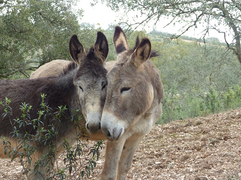 Two adorable donkeys, their heads leaning against each other, create a heartwarming scene. Their soft fur contrasts with the vibrant greenery around them, forming a picture of tranquility and companionship. The gentle nuzzling and the quiet exchange of affectionate glances paint a delightful portrait of the enduring bond between these two sweet creatures.