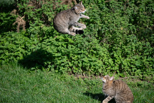 The Scottish Wildcat is a European Wildcat (Felis silvestris silvestris).