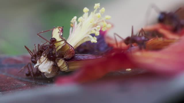Scene Of Ants Feeding On Fallen Flower Petals And Pistil. Close Up, Macro Shot