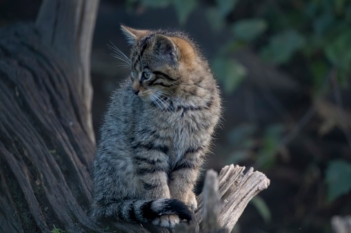 Scottish Wildcat kittens (Felis silvestris silvestris).