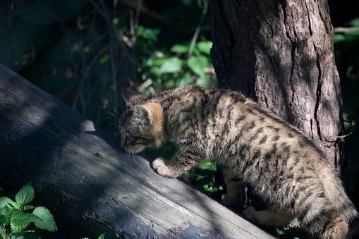Scottish Wildcat kittens (Felis silvestris silvestris).