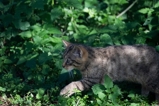 Scottish Wildcat kittens (Felis silvestris silvestris).