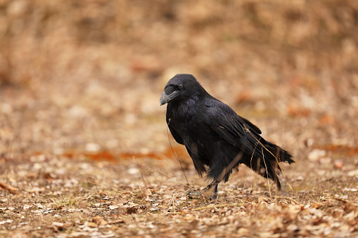 The common raven Corvus corax, also known as the northern raven, autumn in Poland.
