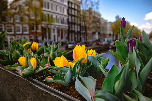 Close up view of Holland yellow and purple-black tulips flowers with green leaves on street near canals on the bridge in Amsterdam, Netherlands.