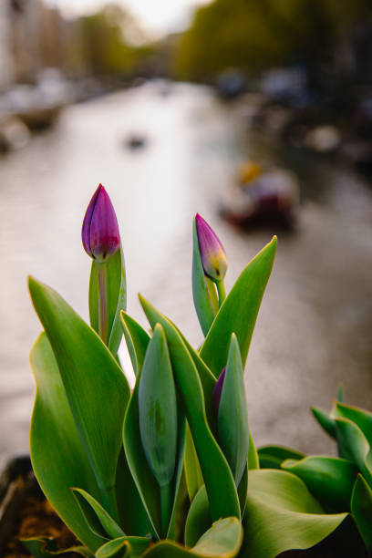 Close up view of Holland yellow and purple-black tulips flowers with green leaves on street near canals on the bridge in Amsterdam, Netherlands.