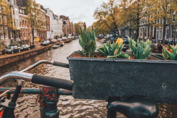 Close up view of Holland yellow and purple-black tulips flowers with green leaves on street near canals on the bridge in Amsterdam, Netherlands.