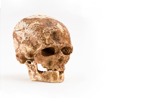 prehistoric man skull, homo sapiens skull isolated on white background with space for text