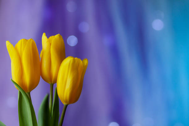 Three bright yellow tulip buds on a delicate bluish purple gradient background with bokeh shining from a garland. Bouquet of spring flowers close-up, basis for a postcard