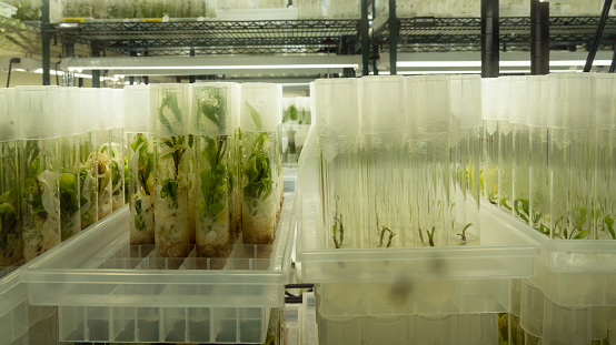 Plant tissue cultures of endangered plant species growing in sterile tubes. When grown, plants may be divided to produce additional plants or may be potted. Process is called tissue culture, micropropagation or cloning.