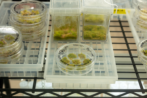 Rare mosses being propagated on agar with nutrients under sterile conditions in a laboratory. Process called tissue culture, micropropagation or cloning.