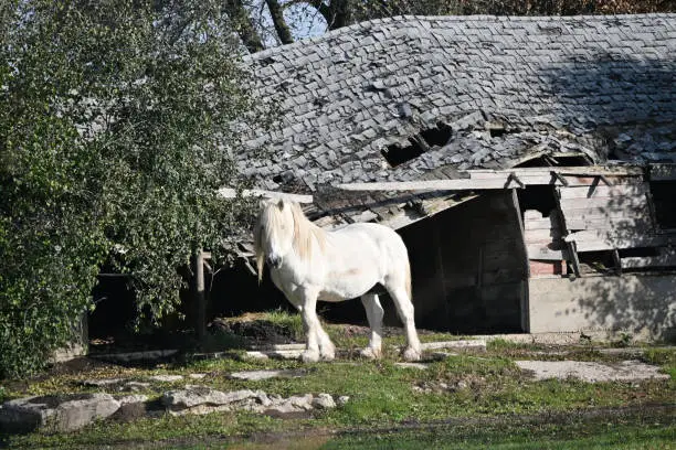 Photo of Horse and Crumbling Stable