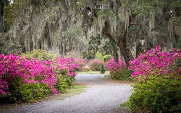 istock Bonaventure Cemetery Savannah Georgia 2033529362