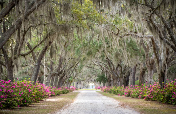 istock Bonaventure Cemetery Savannah Georgia 2033529409