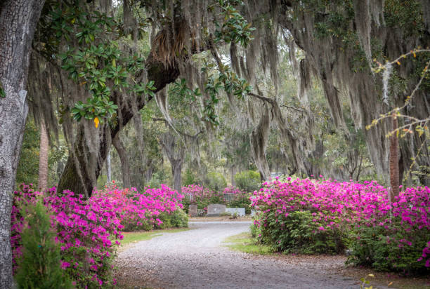 istock Bonaventure Cemetery Savannah Georgia 2033529812