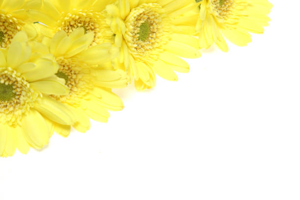 Yellow transvaal daisies isolated on a white background.