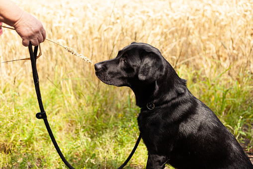Black labrador retriever dog on a leash in a wheat field