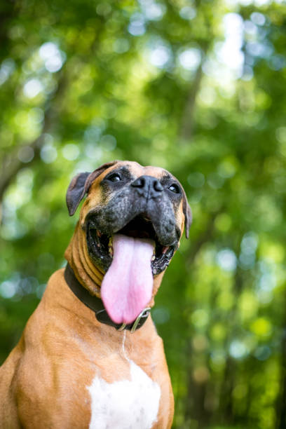 istock A purebred Boxer dog with a huge tongue panting 2033591910