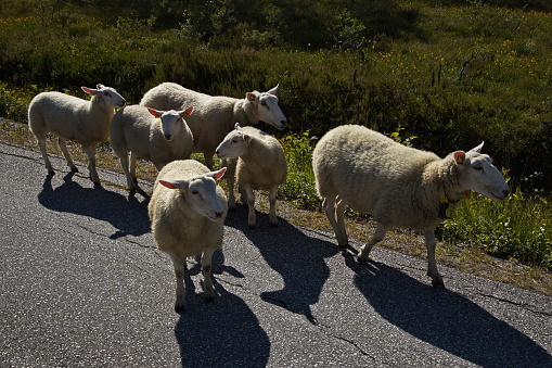 Sheep on the road in Innerdalen valley, Norway, Europe