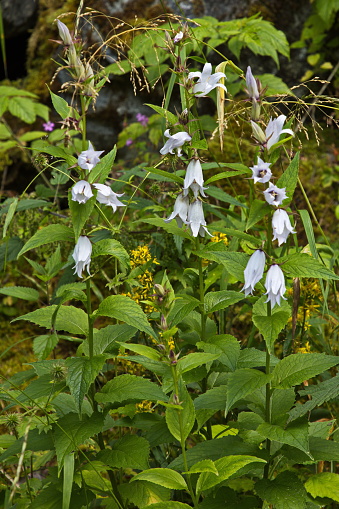 White bellflowers in Innerdalen valley, Norway, Europe