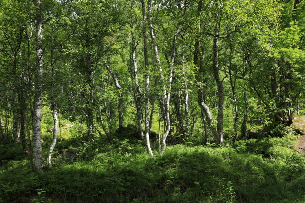 istock Birch forest in Innerdalen valley, Norway, Europe 2033597655