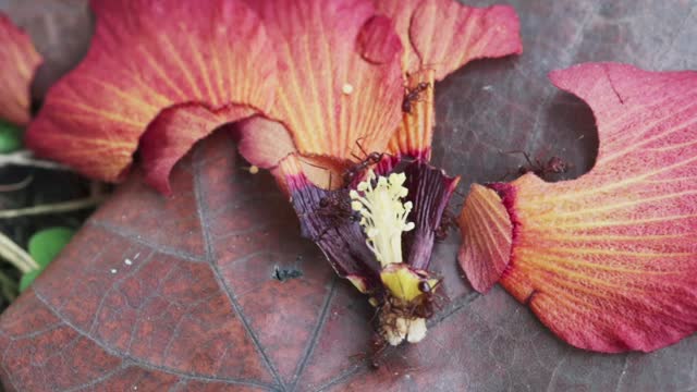 Ants Crawling Over Wilted Flower Petals And Pistil. Timelapse