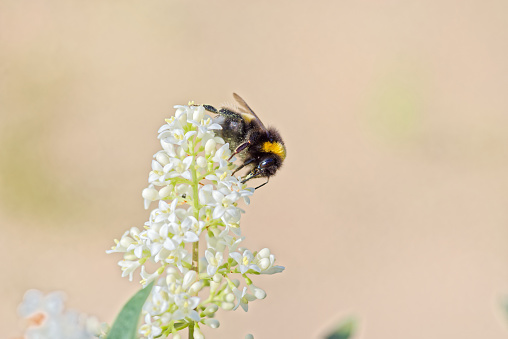 Bumblebee pollinating white flower isolated on background