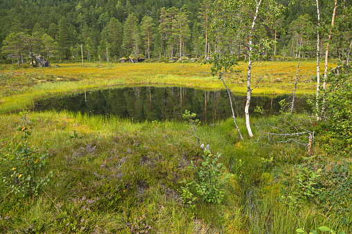 Pond in the meadow in Innerdalen valley, Norway, Europe