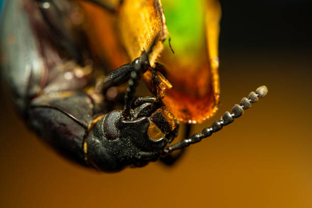 chrząszcz tajnarski. owady coleoptera carabidae w przyrodzie. chrząszcz mącznika tenebrio molitor, gatunek konarka tajgowego szkodnika zbóż i produktów zbożowych oraz produktów domowych - coleoptera zdjęcia i obrazy z banku zdjęć