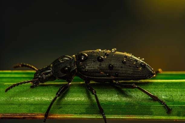 darkling beetle. coleoptera carabidae insects in nature. mealworm beetle tenebrio molitor, a species of darkling beetle pest of grain and grain products as well as home products - coleoptera zdjęcia i obrazy z banku zdjęć