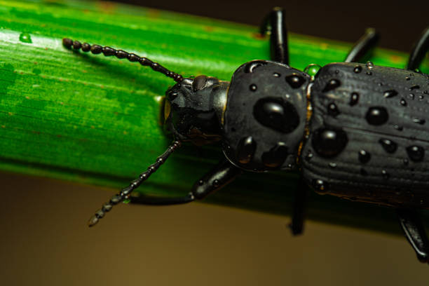 darkling beetle. coleoptera carabidae insects in nature. mealworm beetle tenebrio molitor, a species of darkling beetle pest of grain and grain products as well as home products - coleoptera zdjęcia i obrazy z banku zdjęć