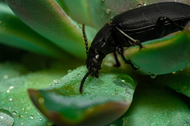 darkling beetle. coleoptera carabidae insects in nature. mealworm beetle tenebrio molitor, a species of darkling beetle pest of grain and grain products as well as home products - coleoptera zdjęcia i obrazy z banku zdjęć