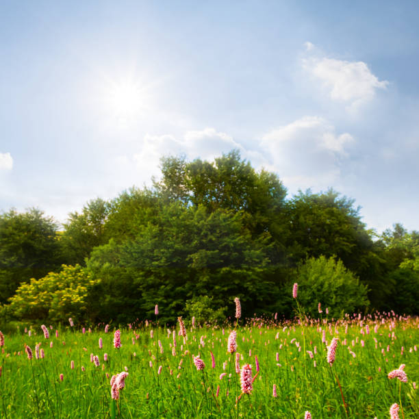 Green fields and blue sky in spring and early summer