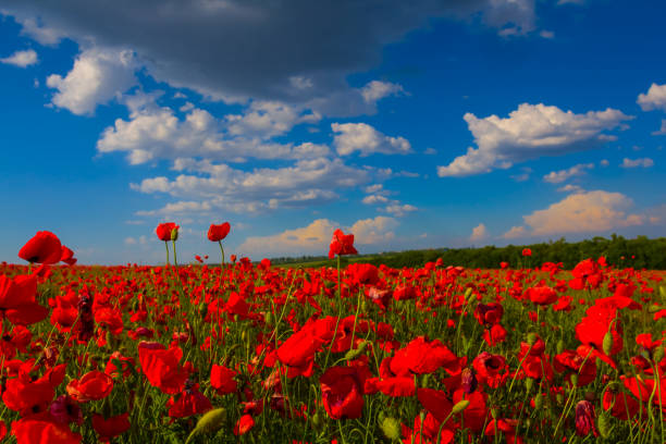 Photo taken in Tótvázsony, Hungary