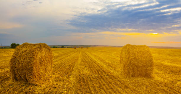 istock summer wheat field with haystack at  the sunset, summer evening agricultural scene 2033657690