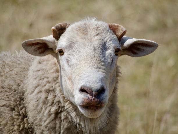 istock New England Sheep in a Paddock in Summer 2033693985