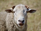 New England Sheep in a Paddock in Summer