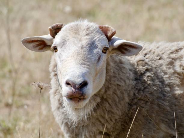 istock New England Sheep in a Paddock in Summer 2033694510