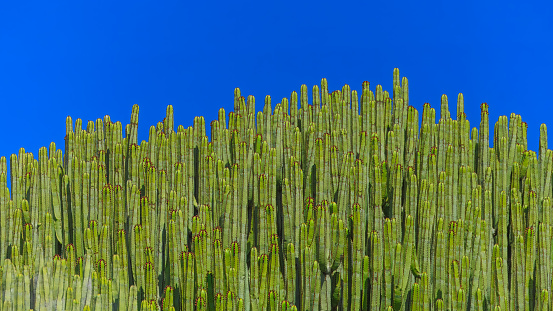 Vibrant green cactus wall against endless blue sky. Tenerife island, Spain.