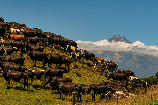Herd of Taranaki dairy milking cows on the hill with the iconic volcanic Mount Egmont in the background