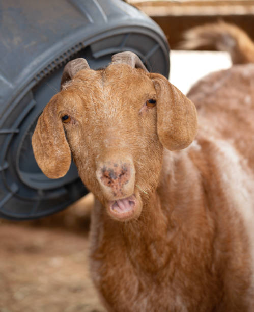 A female goat stock photo