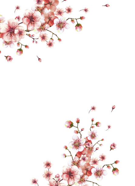 istock Blossoming branch from tree, spring card template, sakura, cherry apricot flowers Watercolor painted 2033798530